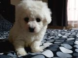 Nadir Bulunan Bichon Yavrularımız İçin İletişim.