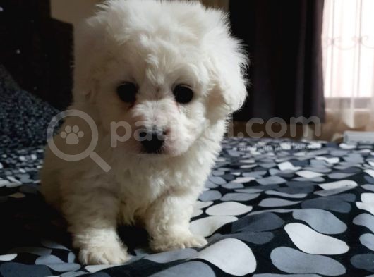 Nadir Bulunan Bichon Yavrularımız İçin İletişim. görsel
