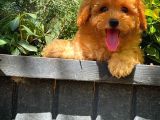 Yarışma Düzeyinde Safkan Red Brown Toy Poodle Oğlumuz