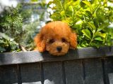 Yarışma Düzeyinde Safkan Red Brown Toy Poodle Oğlumuz
