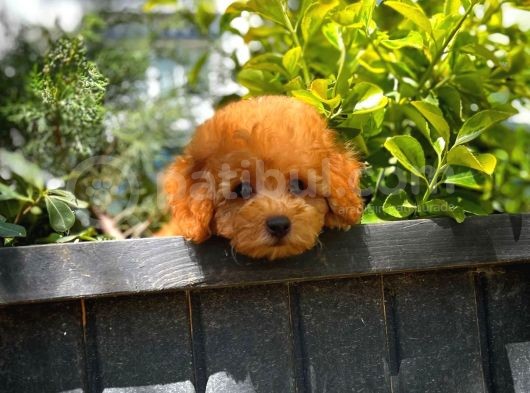 Yarışma Düzeyinde Safkan Red Brown Toy Poodle Oğlumuz görsel