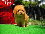 Yarışma Düzeyinde Safkan Red Brown Toy Poodle Oğlumuz