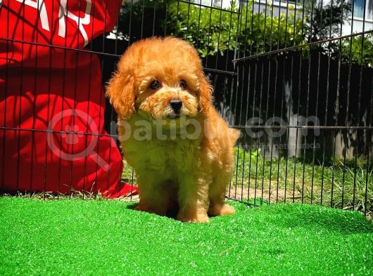 Yarışma Düzeyinde Safkan Red Brown Toy Poodle Oğlumuz görsel