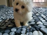 Nadir Bulunan Bichon Yavrularımız İçin İletişim.