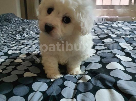 Nadir Bulunan Bichon Yavrularımız İçin İletişim. görsel