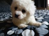 Nadir Bulunan Bichon Yavrularımız İçin İletişim.