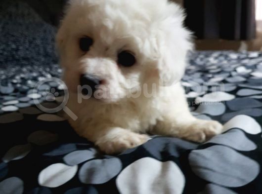 Nadir Bulunan Bichon Yavrularımız İçin İletişim.