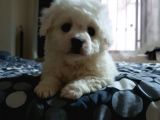 Nadir Bulunan Bichon Yavrularımız İçin İletişim.