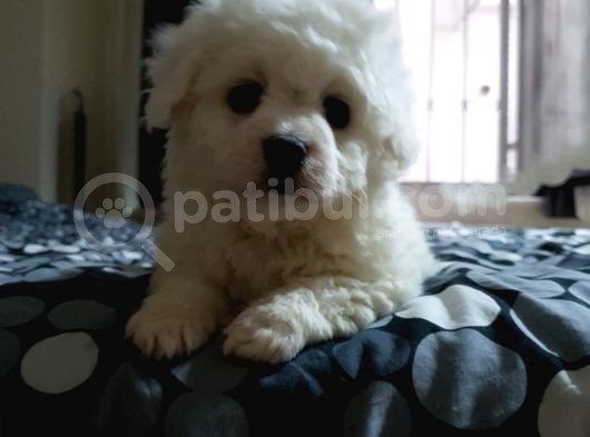 Nadir Bulunan Bichon Yavrularımız İçin İletişim. görsel