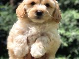 Sevimli Erkek Maltipoo Yavrumuz Yeni Ailesi İle Tanışmaya Hazır