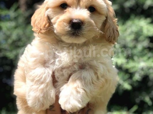 Sevimli Erkek Maltipoo Yavrumuz Yeni Ailesi İle Tanışmaya Hazır görsel