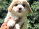 Sevimli Dişi Maltipoo Yavrumuz Yeni Ailesi İle Tanışmaya Hazır
