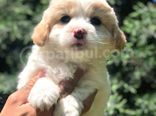 Sevimli Dişi Maltipoo Yavrumuz Yeni Ailesi İle Tanışmaya Hazır