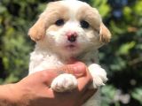 Sevimli Dişi Maltipoo Yavrumuz Yeni Ailesi İle Tanışmaya Hazır