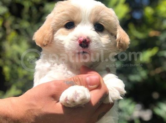 Sevimli Dişi Maltipoo Yavrumuz Yeni Ailesi İle Tanışmaya Hazır görsel