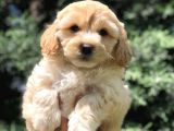 Sevimli Erkek Maltipoo Yavrumuz Yeni Ailesi İle Tanışmaya Hazır