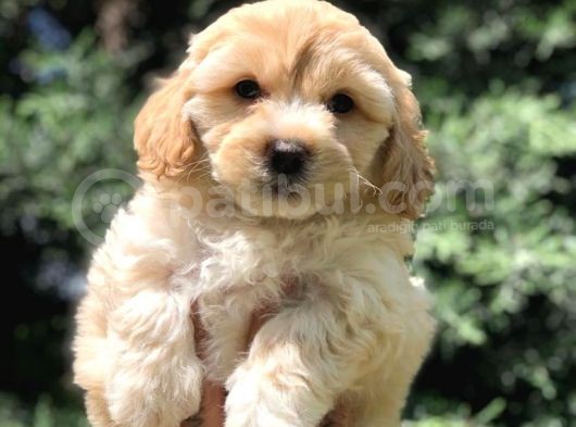 Sevimli Erkek Maltipoo Yavrumuz Yeni Ailesi İle Tanışmaya Hazır