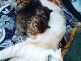 Çooook Tatlı British Shorthair Golden Yavrular