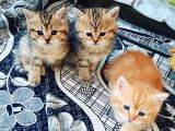 Çooook Tatlı British Shorthair Golden Yavrular