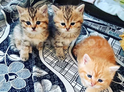 Çooook Tatlı British Shorthair Golden Yavrular görsel