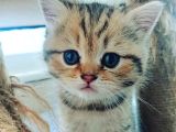 Çooook Tatlı British Shorthair Golden Yavrular