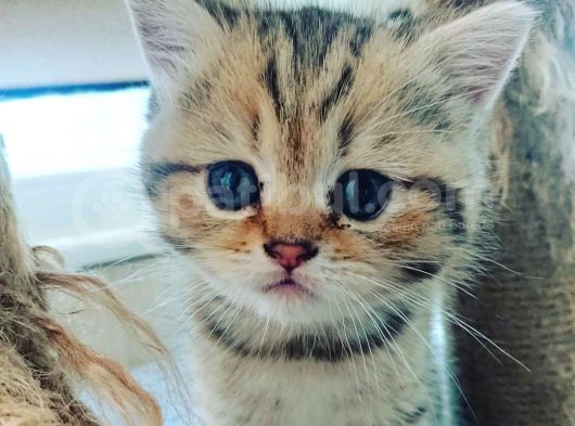 Çooook Tatlı British Shorthair Golden Yavrular görsel