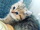 Çooook Tatlı British Shorthair Golden Yavrular