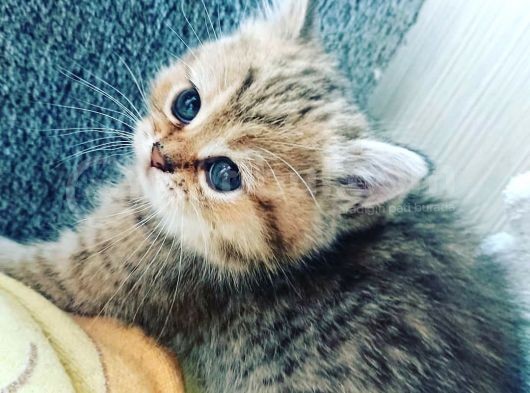 Çooook Tatlı British Shorthair Golden Yavrular görsel