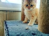Çooook Tatlı British Shorthair Golden Yavrular