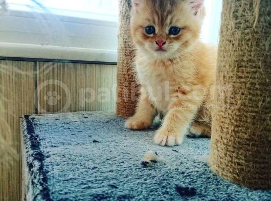 Çooook Tatlı British Shorthair Golden Yavrular görsel