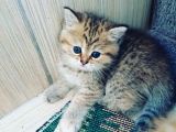 Çooook Tatlı British Shorthair Golden Yavrular