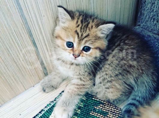 Çooook Tatlı British Shorthair Golden Yavrular