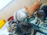 Çooook Tatlı British Shorthair Golden Yavrular