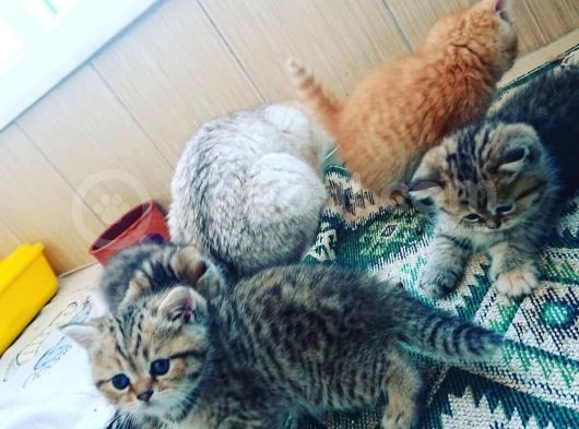 Çooook Tatlı British Shorthair Golden Yavrular görsel