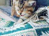 Çooook Tatlı British Shorthair Golden Yavrular