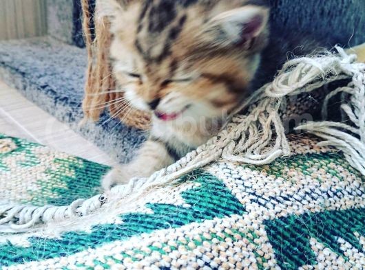 Çooook Tatlı British Shorthair Golden Yavrular görsel