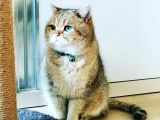 Çooook Tatlı British Shorthair Golden Yavrular