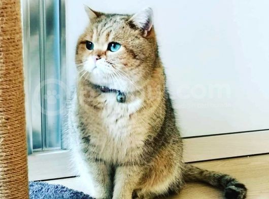 Çooook Tatlı British Shorthair Golden Yavrular görsel