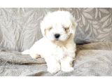 Maltese Bebekler