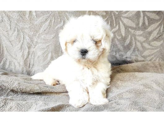 Maltese Bebekler