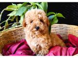 Kayısı Rengi poodle Erkek Yavrumuz