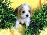 Cavalier Bebekler