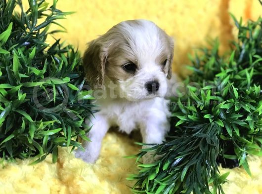 Cavalier Bebekler