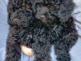 Poodle Erkek 2 Aylık Safkan Yavru