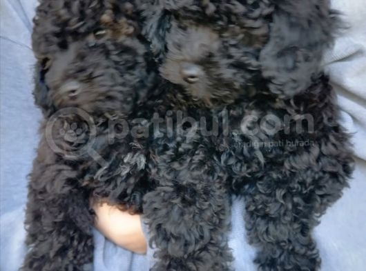 Poodle Erkek 2 Aylık Safkan Yavru görsel
