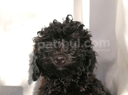 Poodle Erkek 2 Aylık Safkan Yavru
