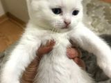 British Kedi Yavruları