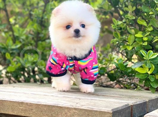 Yavru Pomeranian görsel