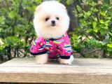 Yavru Pomeranian