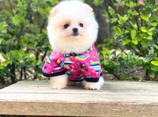 Yavru Pomeranian görsel